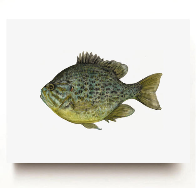 Pumpkinseed Sunfish