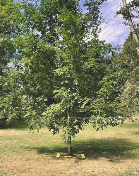 Square Meter Oregon Ash Tree 