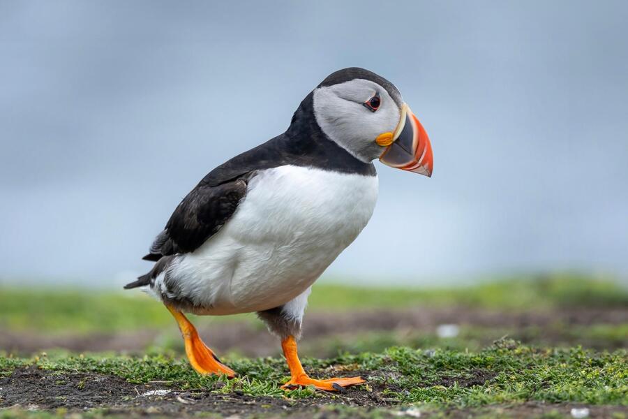 Cute Puffin