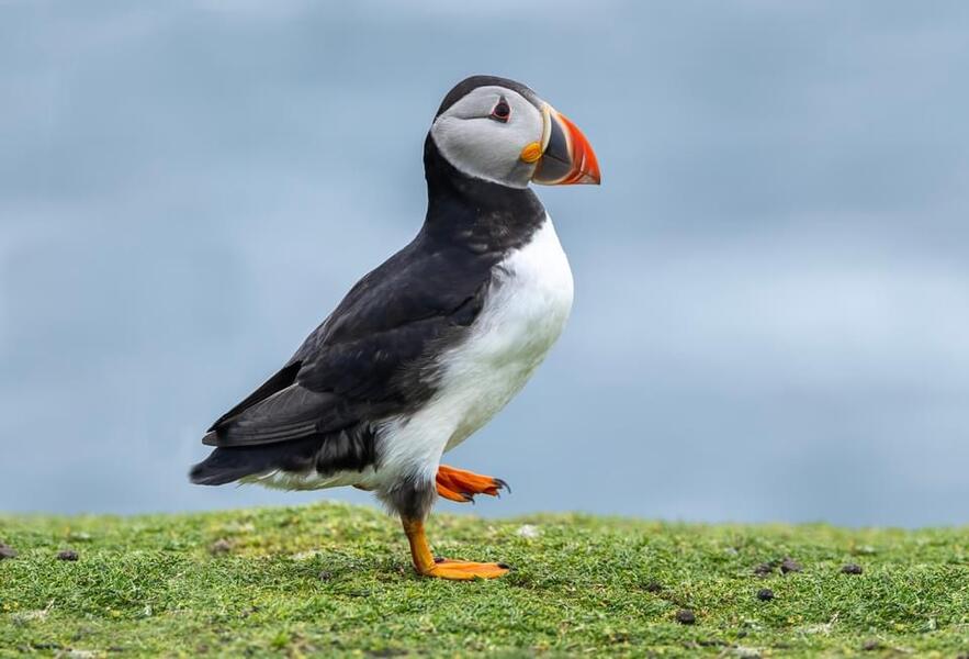 Puffin Strut