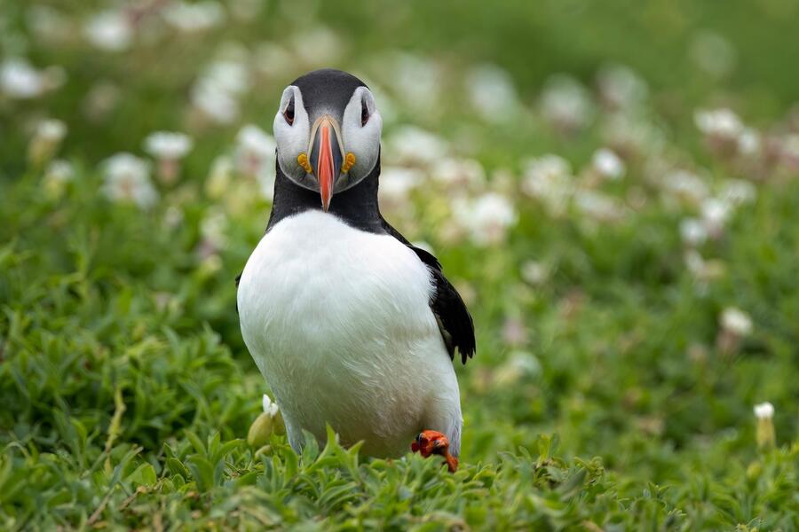 Puffin March