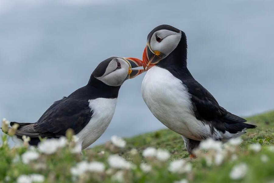 Puffin Pair