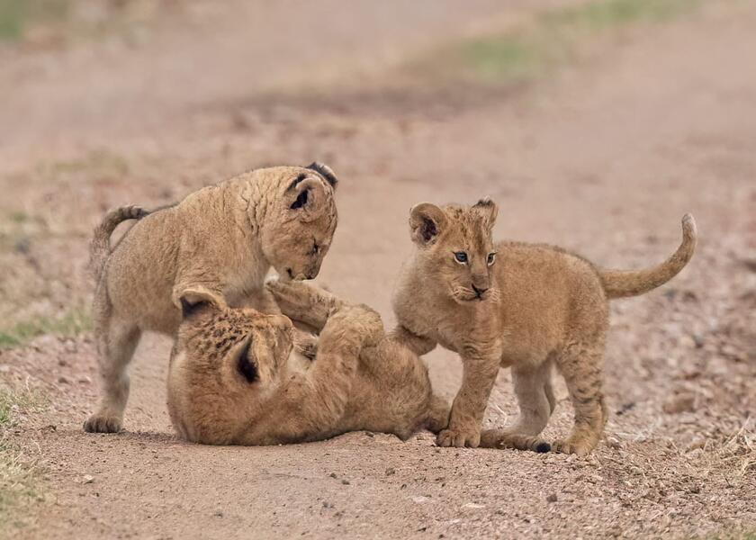 Cub Play