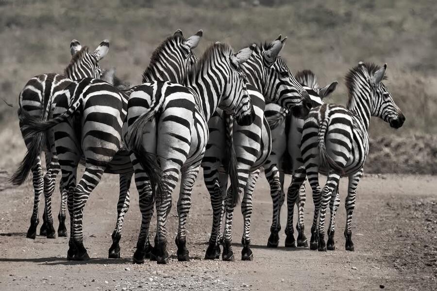 Zebra Butts