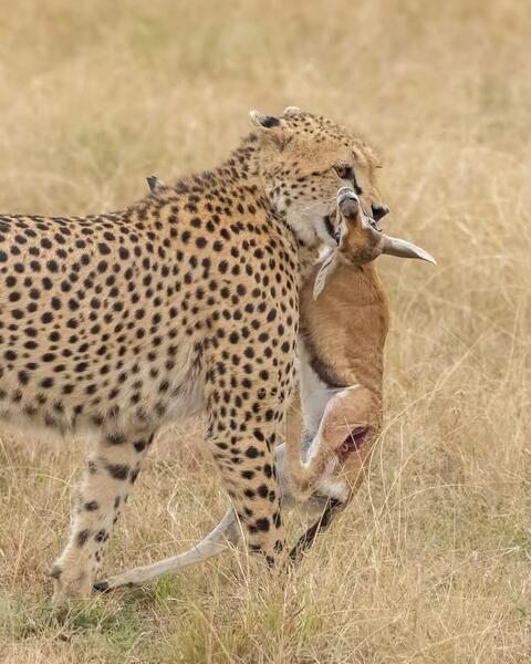 Cheetah Catch