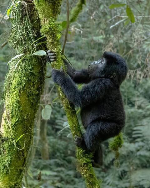 Climbing Baby Gorilla 