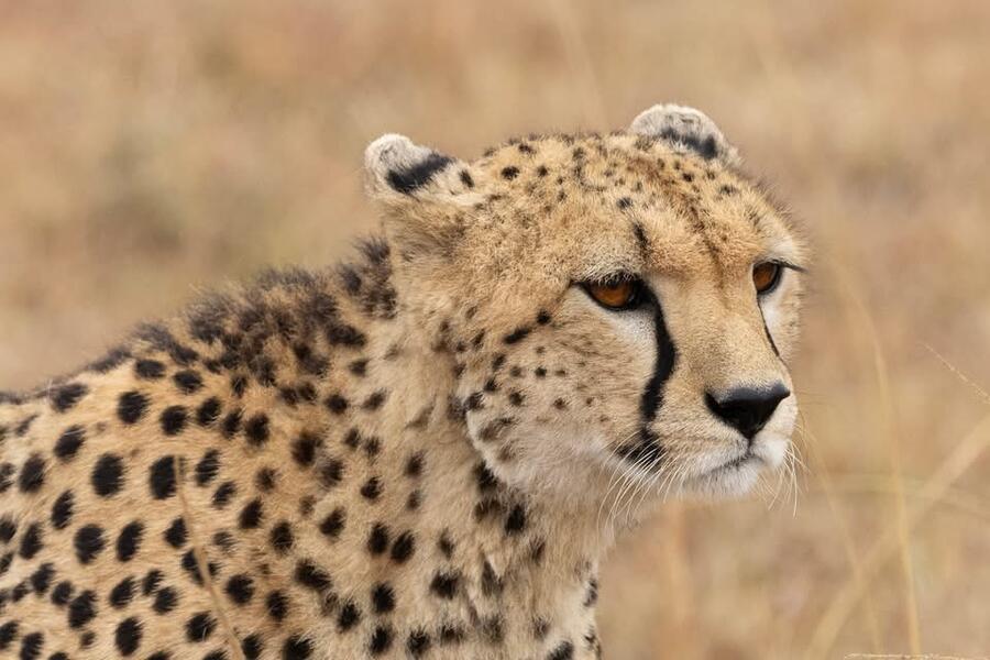 Cheetah Profile