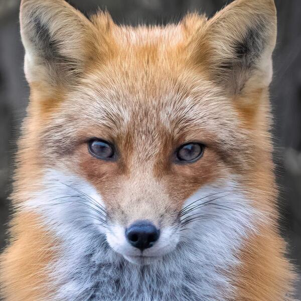 Foxy Face