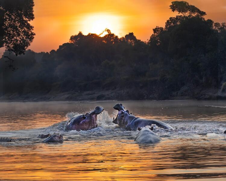 Hippo Sunrise