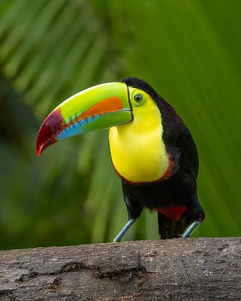 Toucan