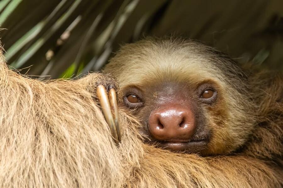 Sweet Sloth