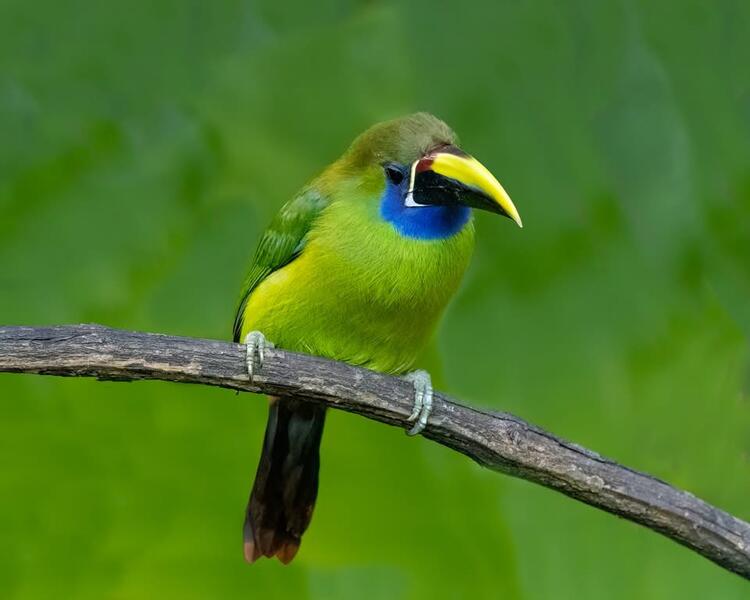 Toucanet