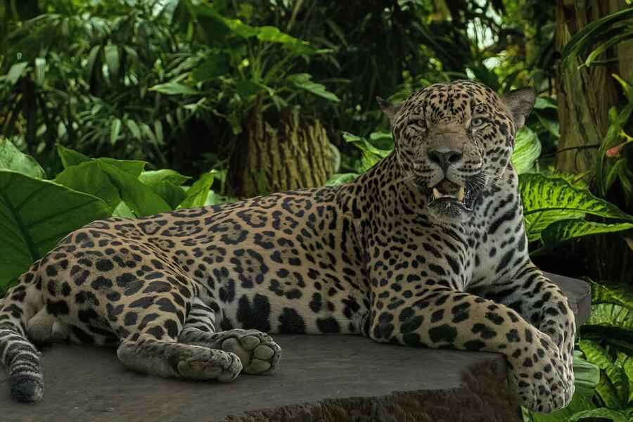 Jaguar 