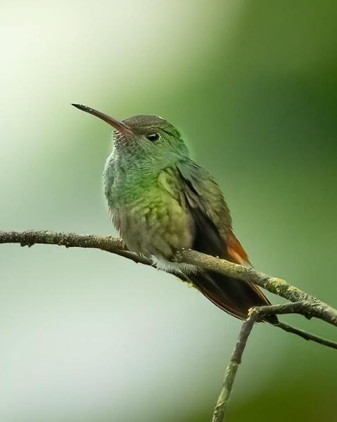 Rufous Tailed Hummingbird 