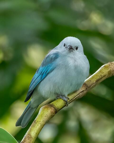 Blue Grey Tanager