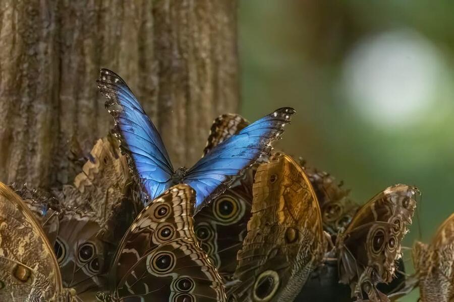 Blue Morpho Butterfly