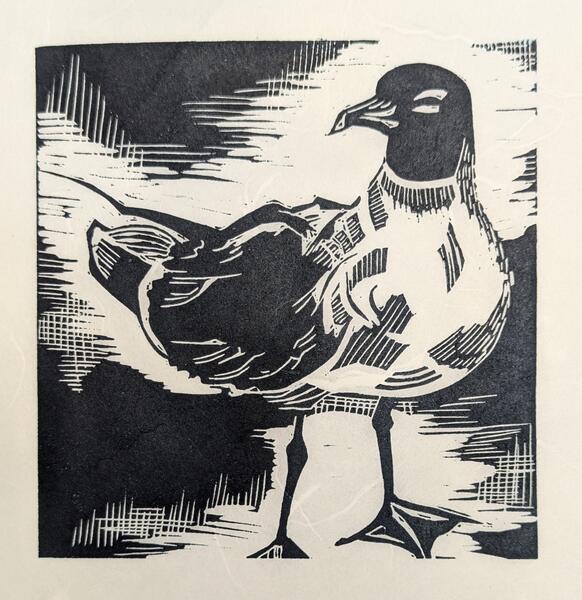 Gull 1
