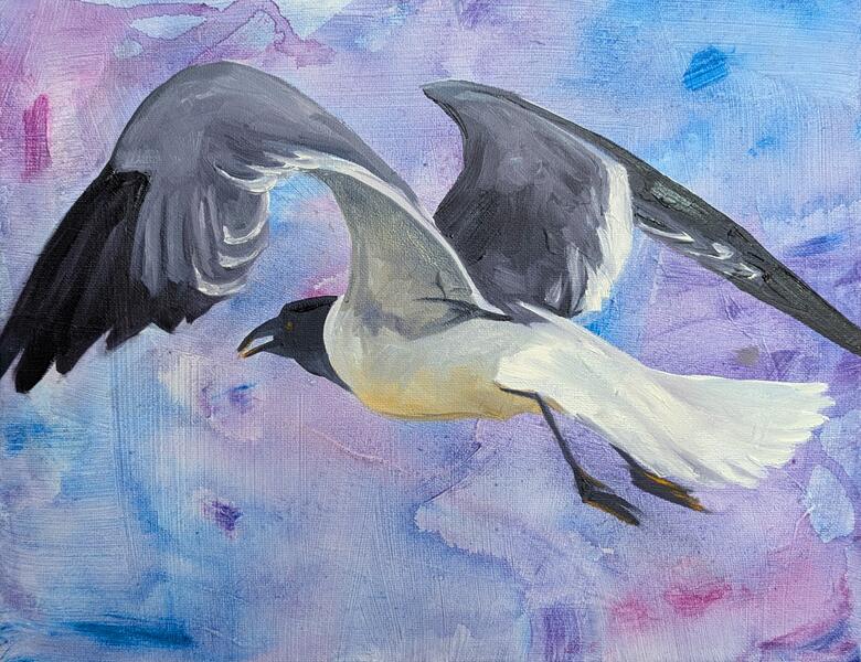 Gull flying