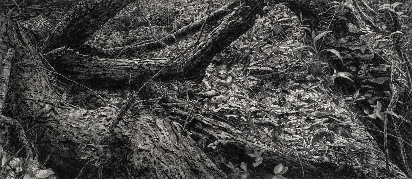 Undergrowth, 2024