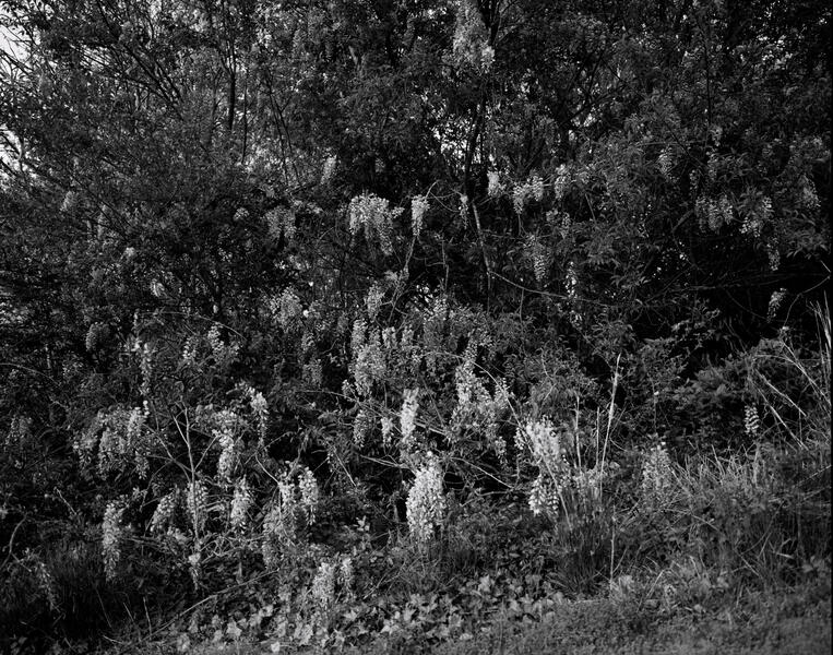 Crepe Myrtle, Worchester
