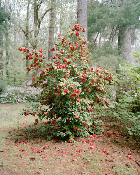 Heavy Roses, Salisbury MD, 2024