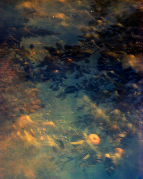 fallen apples