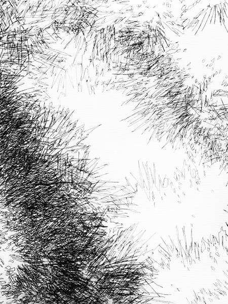Backyard Shadow Happening (Evergreen ) No. 3