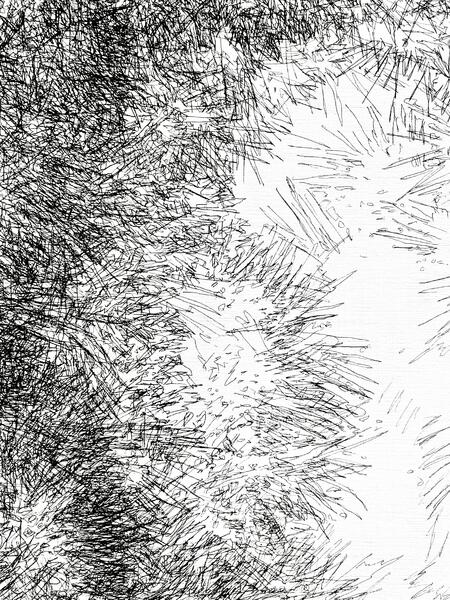 Backyard Shadow Happening (Evergreen) No. 4