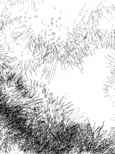 Backyard Shadow Happening (Evergreen) No. 7