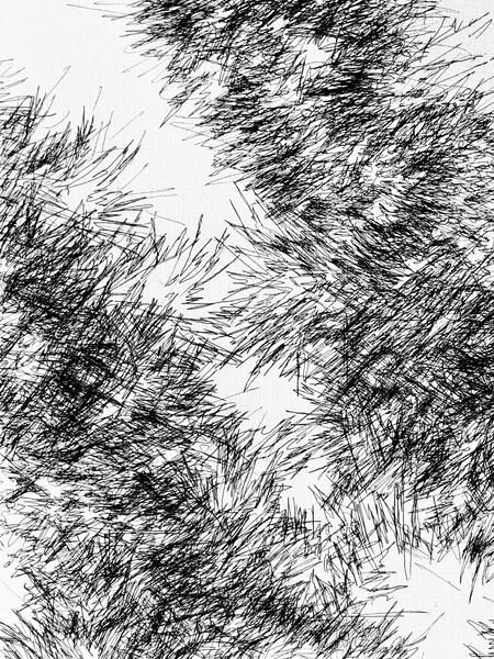 Backyard Shadow Happening (Evergreen ) No. 9