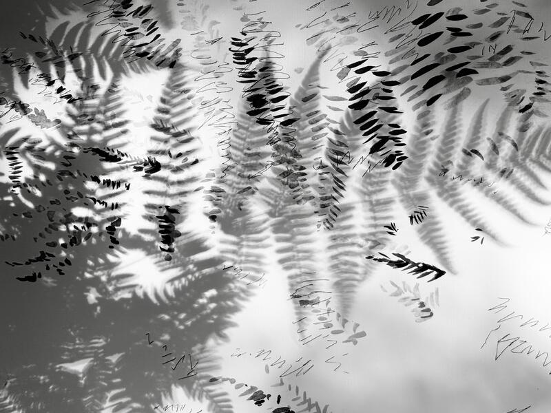 Garden Shadow Happenings (Fern) 2025.