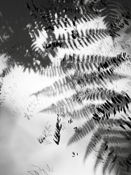Garden Shadow Happenings  (Fern) 2025.
