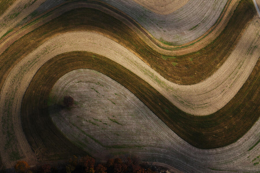 Terraced Field and Lone Tree