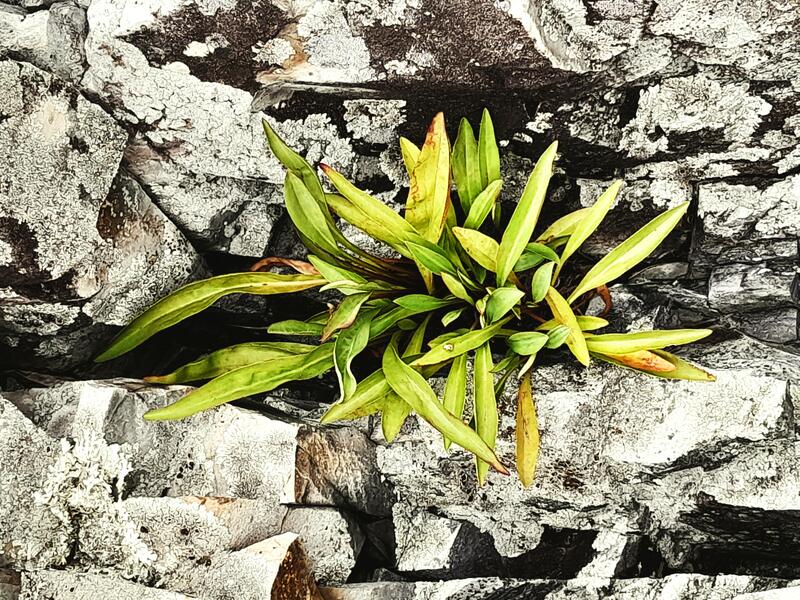 Plant in Jagged Rocks_0.jpg
