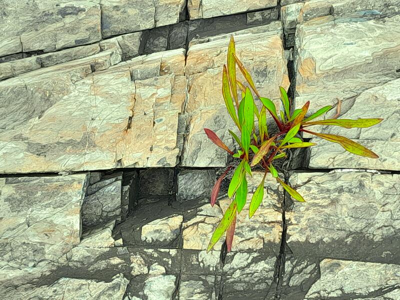 Plant on Wall of Stone