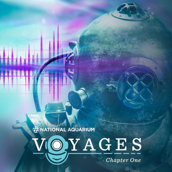 Voyages @ The National Aquarium, featuring Breath Artist & Science Communication Researcher Shodekeh. An extension of his Innovation Capstone III (The Vodality Theory) during his time as Innovator-in-Residence @ Towson University, 2022.