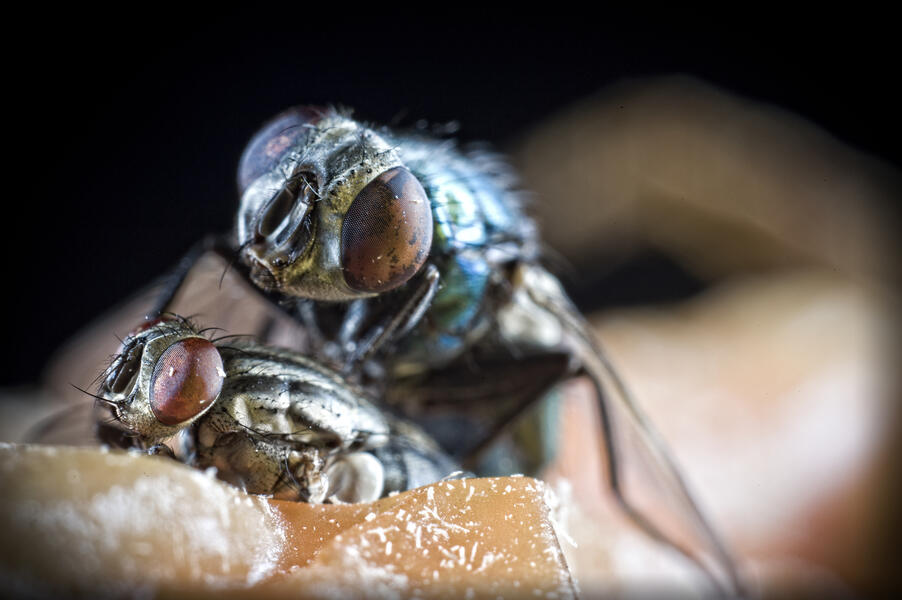 Flies on Flesh