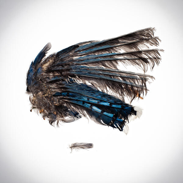 Wing of a Bluejay