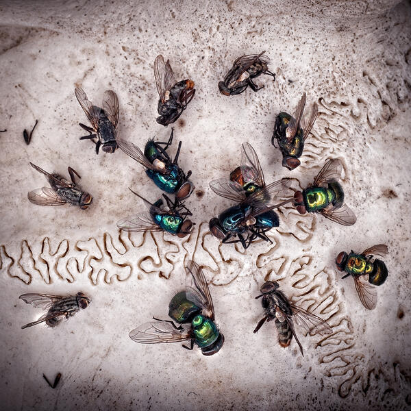 Flies on Skull