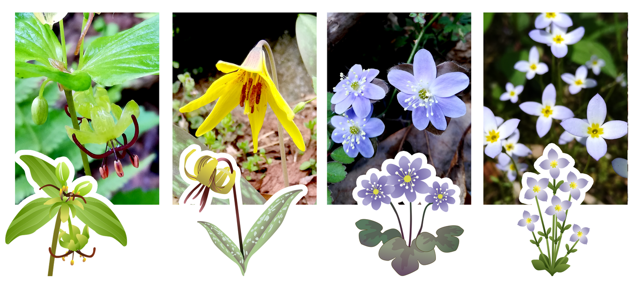 Various Wildflowers - Assets and Photos