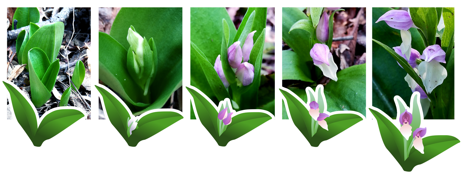 Showy Orchis - assets and photos