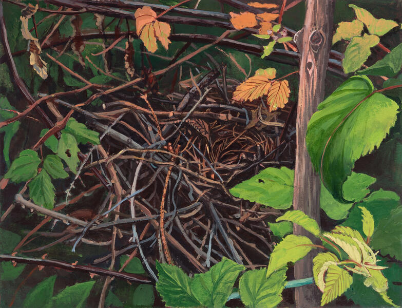 Mockingbirds nest in my Raspberries