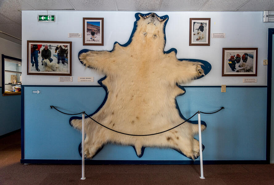 Polar Bear Shot Near Town, Kangerlussuaq Museum (2021)