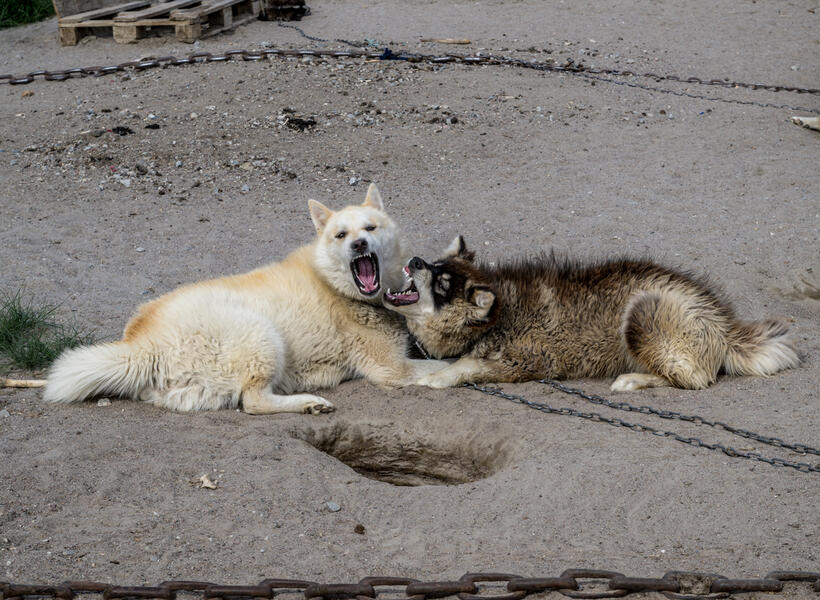 Young Greenland Dogs (2022)