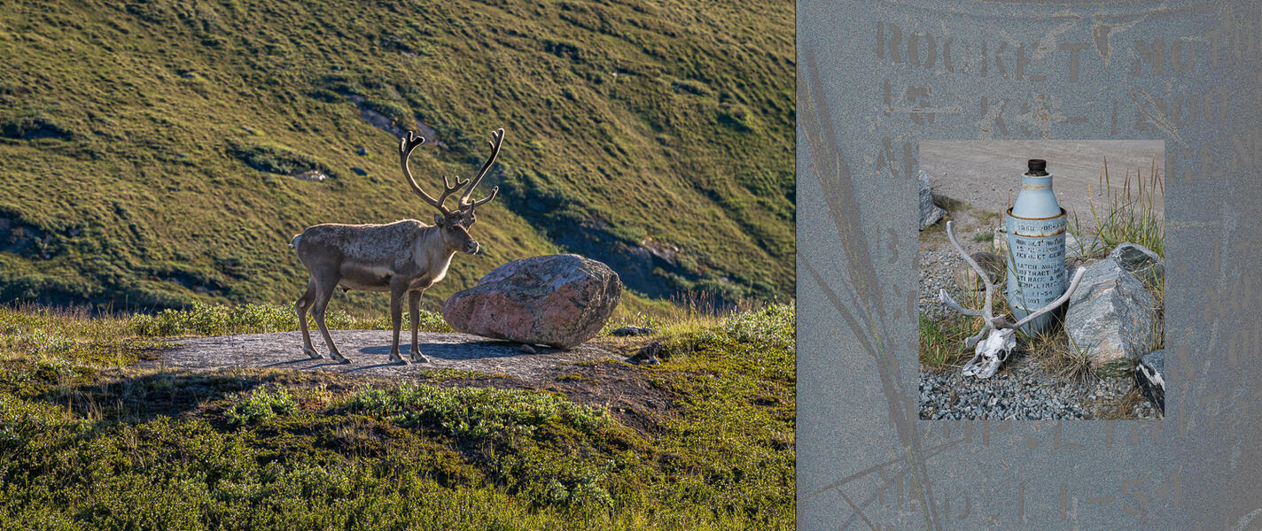 Caribou Pausing on a Rock and JATO Bottle with Antlers (Montage: 2026; Photos: 2022)