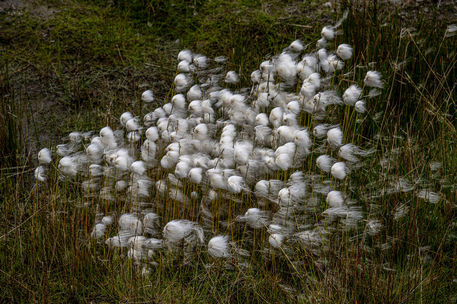 Cottongrass (2022)