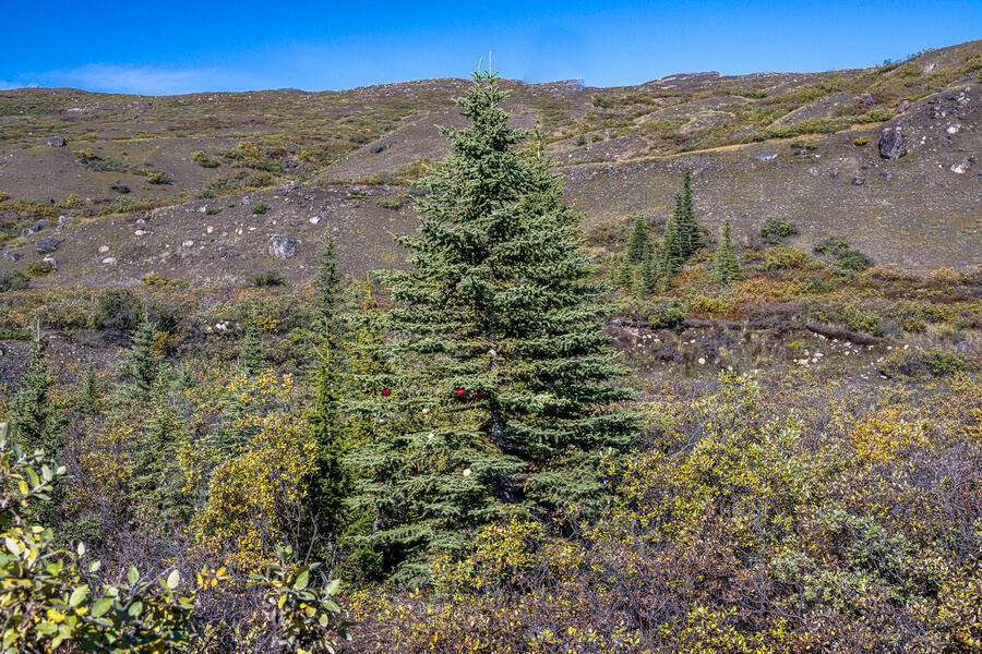 Remnants of Tree Planting Experiment (2023)