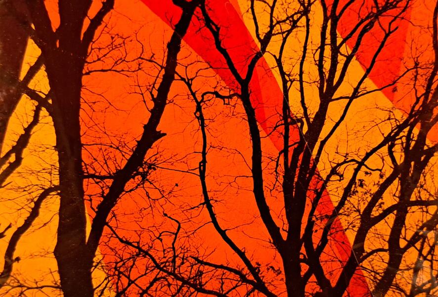 Plastic Trees Untitled