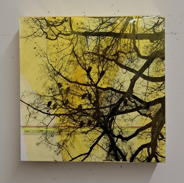 Plastic Trees Untitled