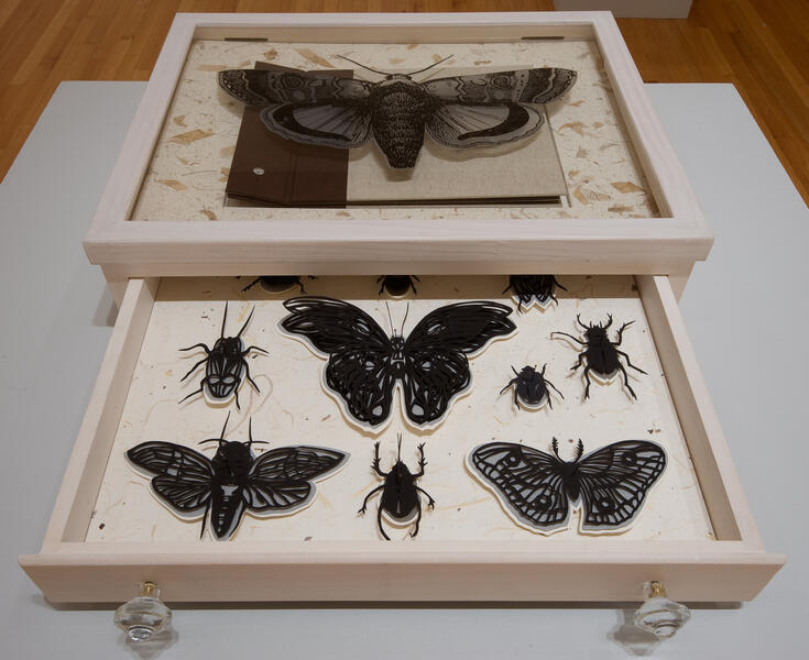 Curiosity Cabinet of Moths